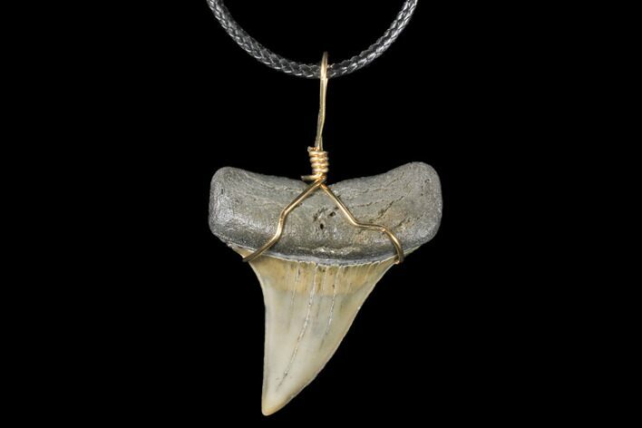 Wire Wrapped, Fossil Mako Tooth Necklace #130888